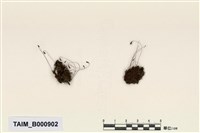 藏品(溫帶真苔)的圖片